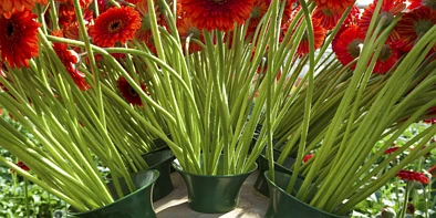 新西兰一花卉种植企业获2014年能源效率与节约奖（EECA Awards） ...