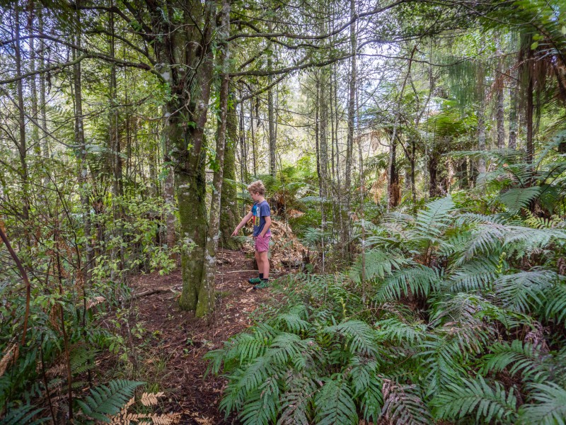 104 Mcphail Road, Oropi, Bay Of Plenty, 0房, 0浴