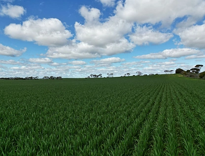 Afton Grove 8158 Spencer Hwy, Alford, Barossa - Yorke - Mid North, 0房, 0浴, Lifestyle Property