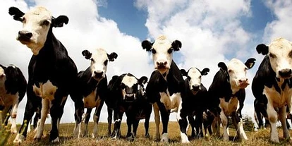 新西兰羊肉从中新自由贸易协定中获益 2010年节省关税2480万