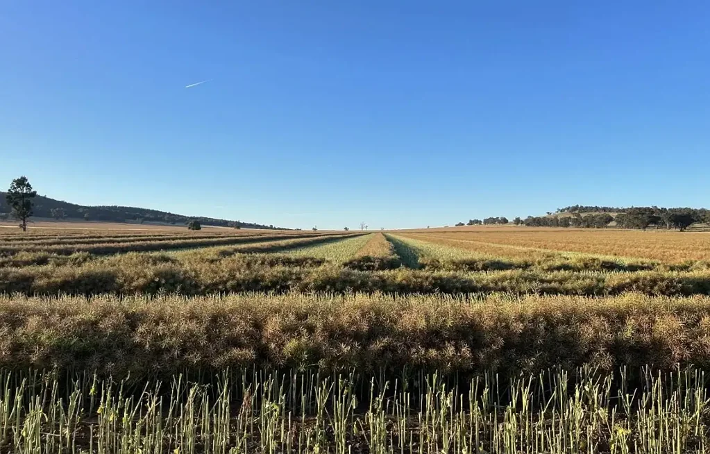 Canowindra Exceptional Cropping Country with Quality Infrastructure 70km to Orange