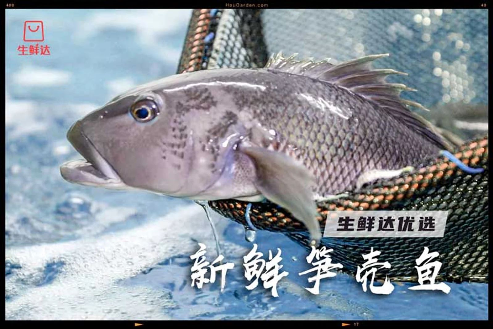 终于来了！纯净海域顶级海鲜统统四折起？端午直播带你体验羊毛薅够、海鲜吃爽！