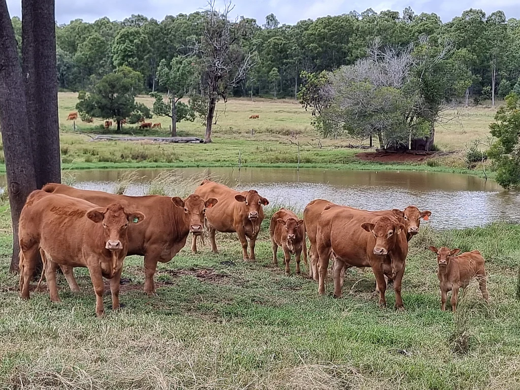 Wondai SECLUSION, ELEVATION & PRODUCTIVITY - MOUNT McEUEN WILL DELIVER