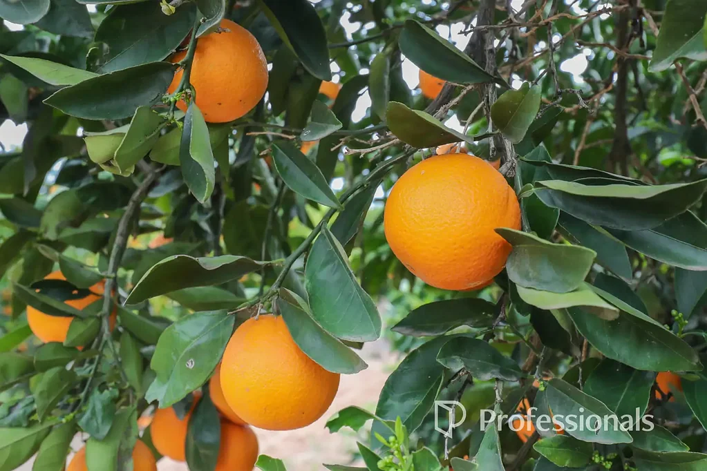 Colignan  Top Class Citrus Property - 25.8Ha (63 Acres)