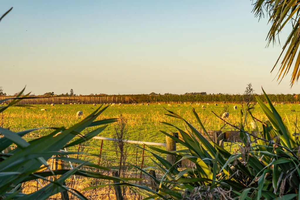 Meeanee Premium Land. Rural Outlook. Room to Breathe.