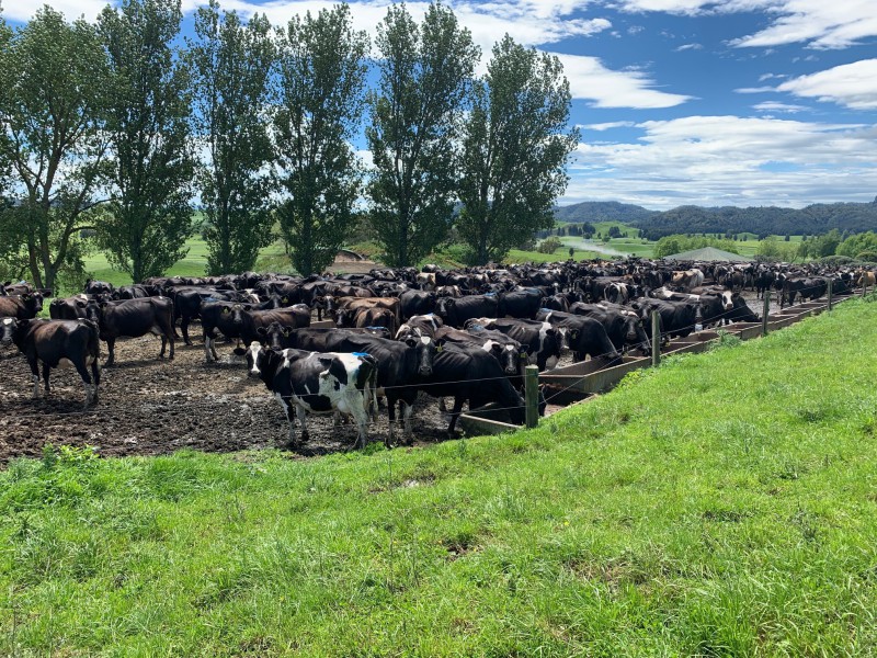 168 Matiere Road, Aria, Waitomo, 0 habitaciones, 0 baños