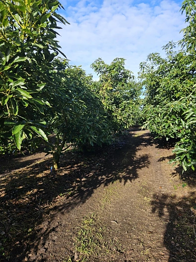 Heath Road, Waiharara, Far North, 0 slaapkamers, 0 badkamers, Horticulture