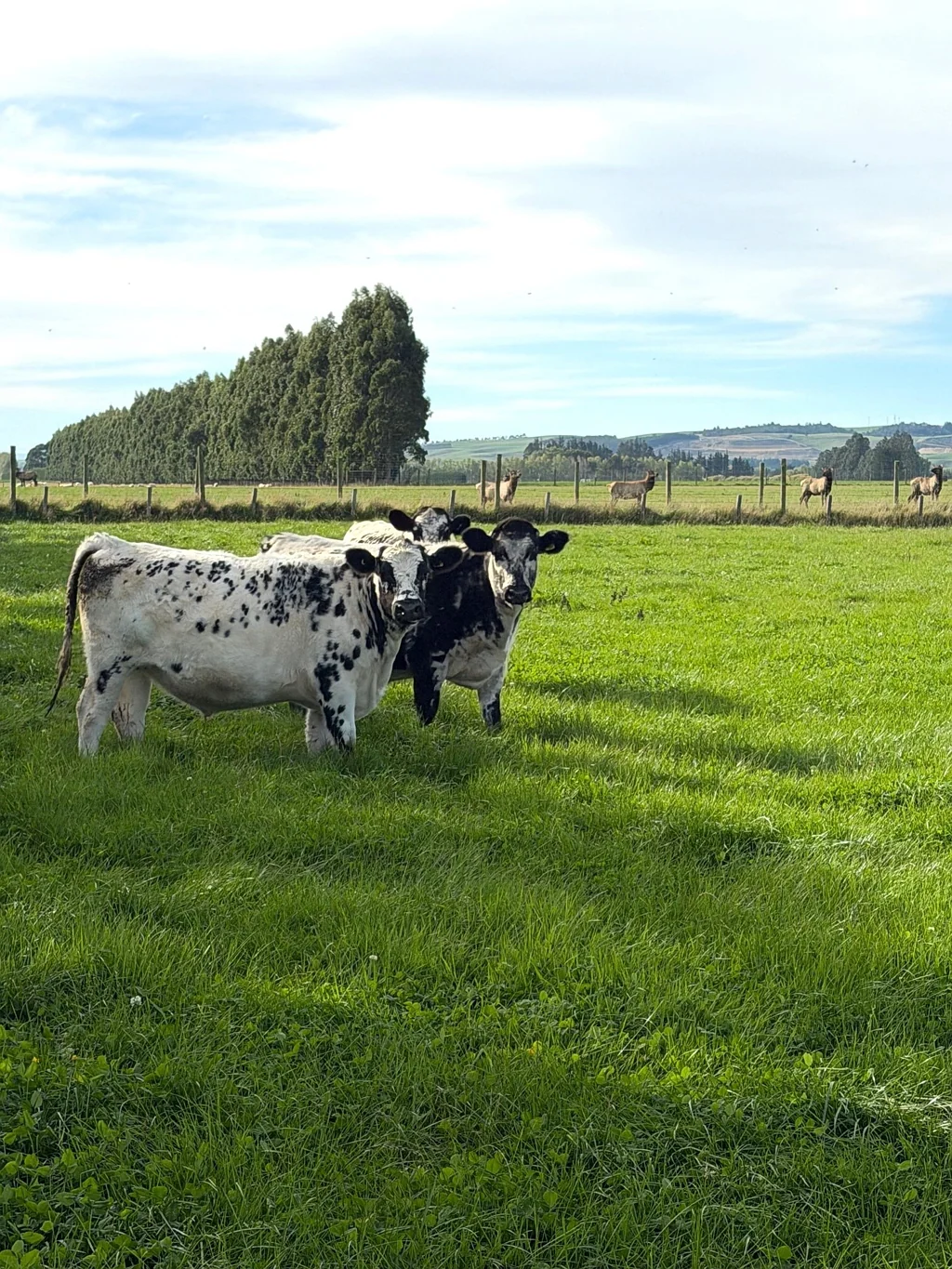 Winton Surrounds Premium Land at Thomsons Crossing
