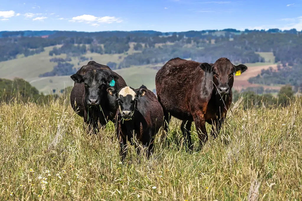Nowendoc Tightly held high rainfall grazing country