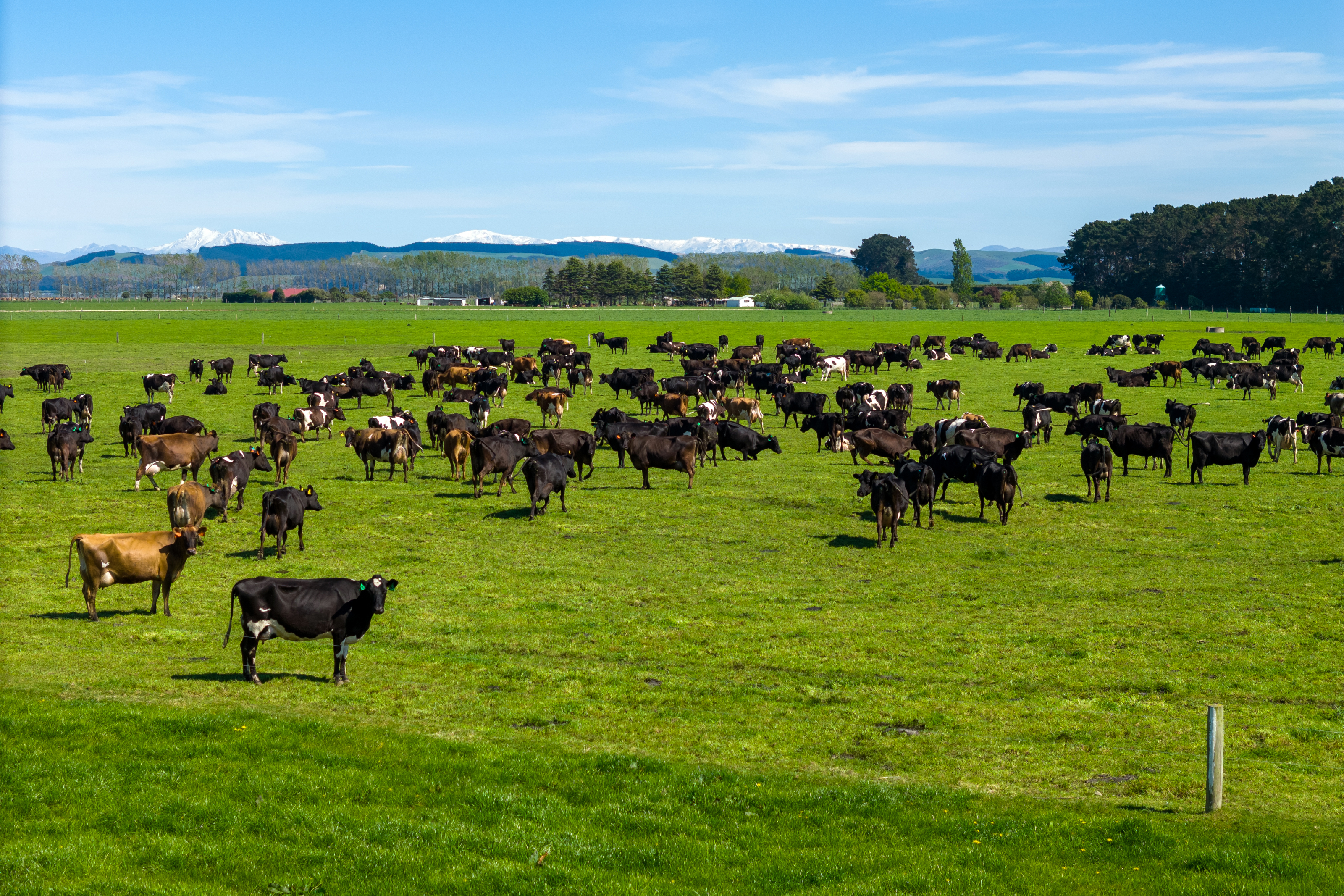 310 Morris Road, Morven, Waimate, 0 રૂમ, 0 બાથરૂમ, Dairy