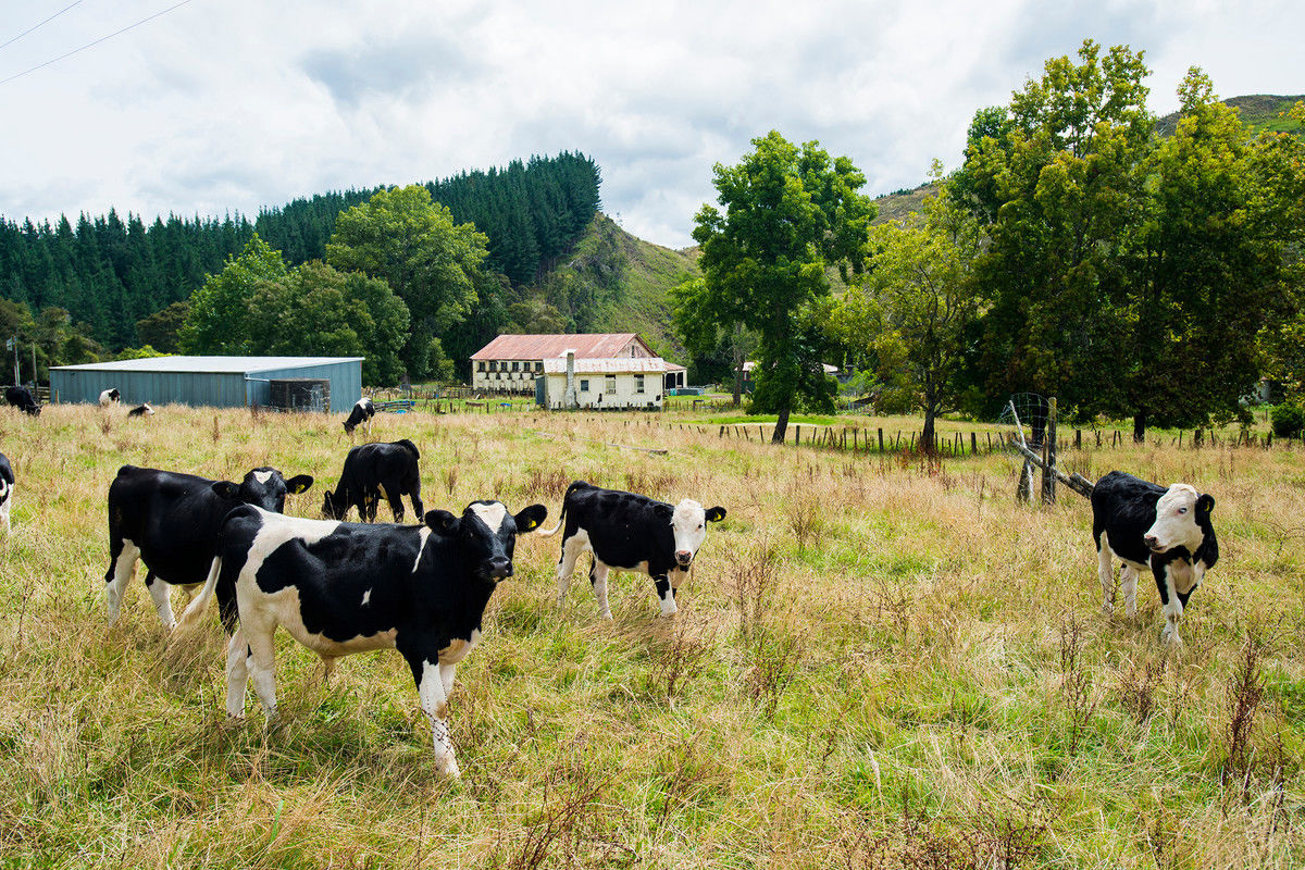 322 Bruce Road, Whatatutu, Gisborne, 4 rūma, 1 rūma horoi