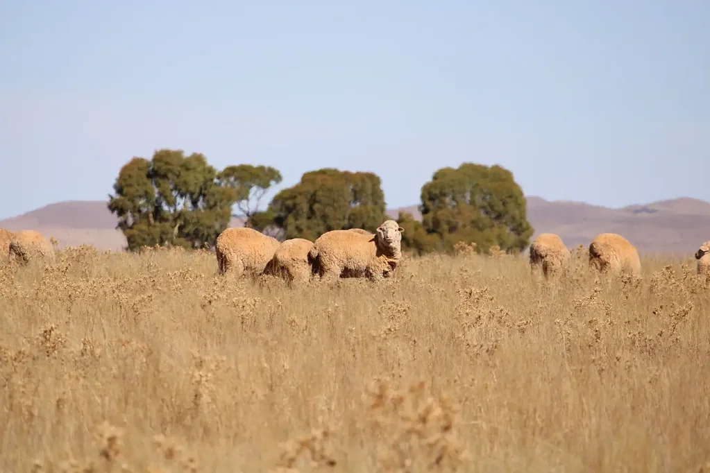 Terowie 3房  Ideal First Farm or Grazing Extension