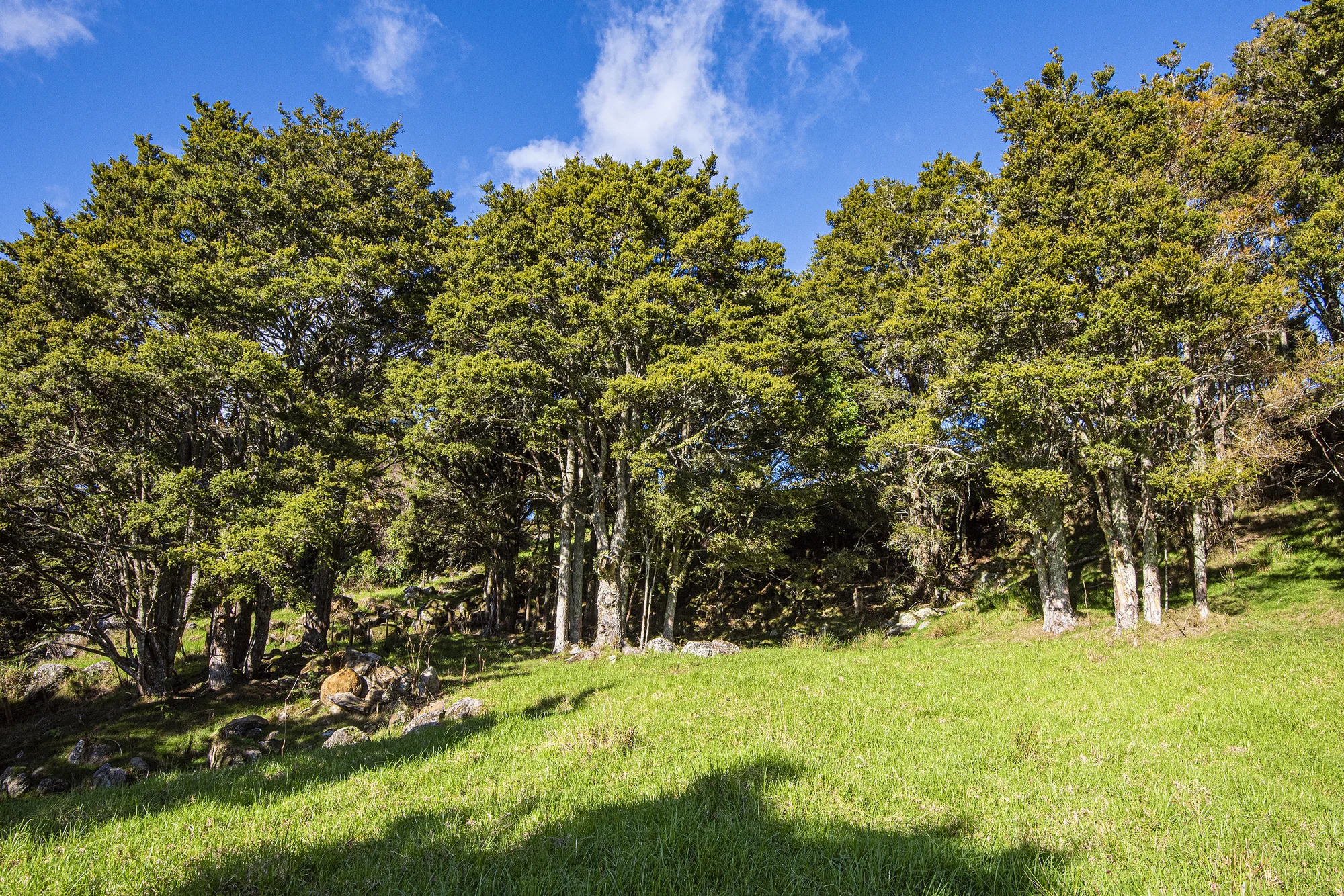 433 Crane Road, Kauri, Whangarei, Northland, 0 chambres, 0 salles de bain, Section