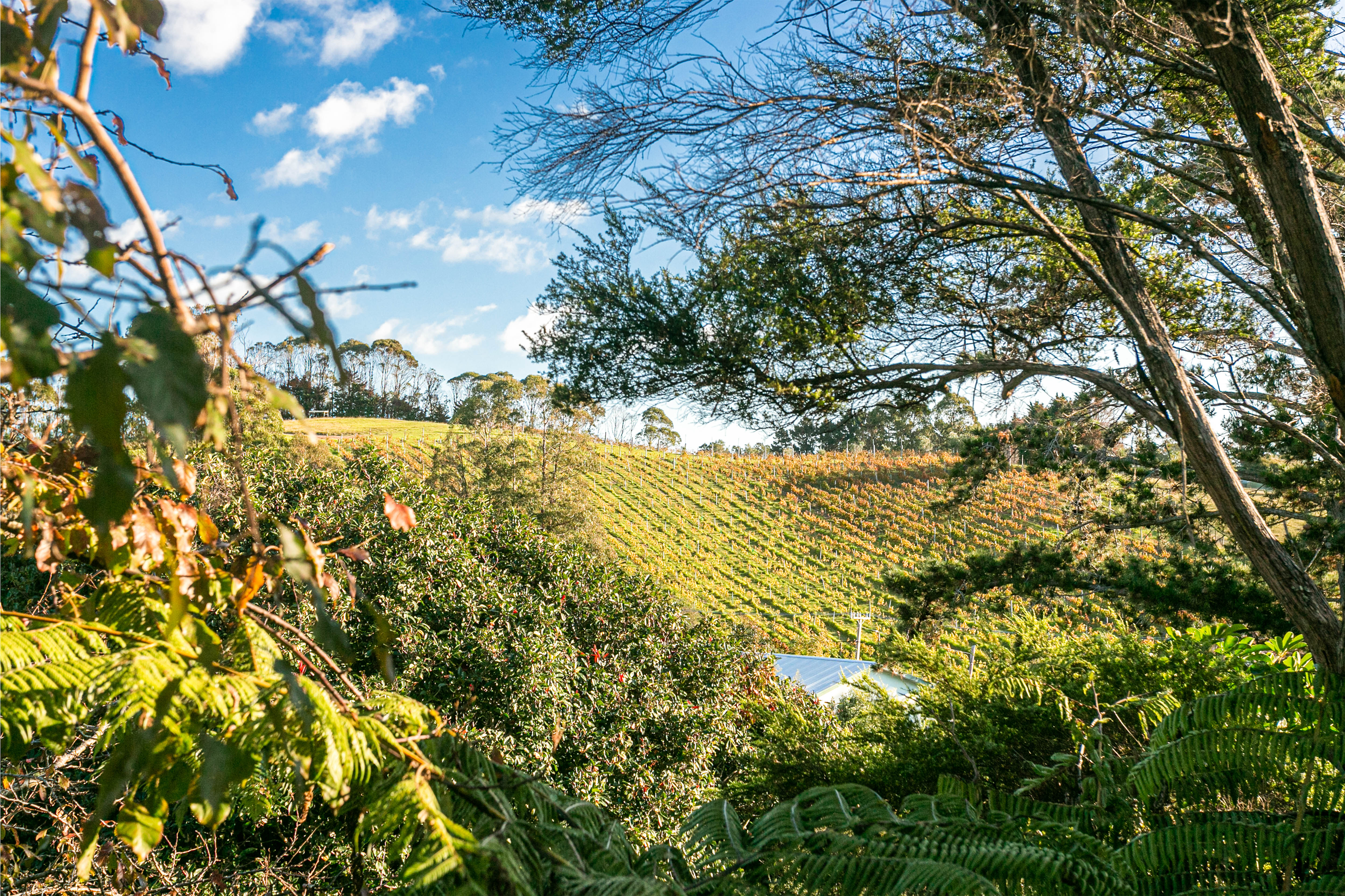 6 Trig Hill Road, Onetangi, Auckland, 3房, 0浴, House