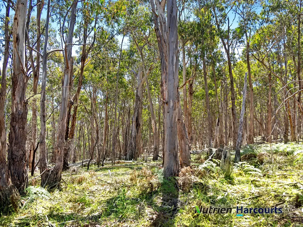 Yea  Your Forest Within a Forest - A True Off Grid Escape