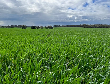 . 'Wells" Dangin North Road, Quairading, Wheat Belt, 0部屋, 0バスルーム, Lifestyle Property