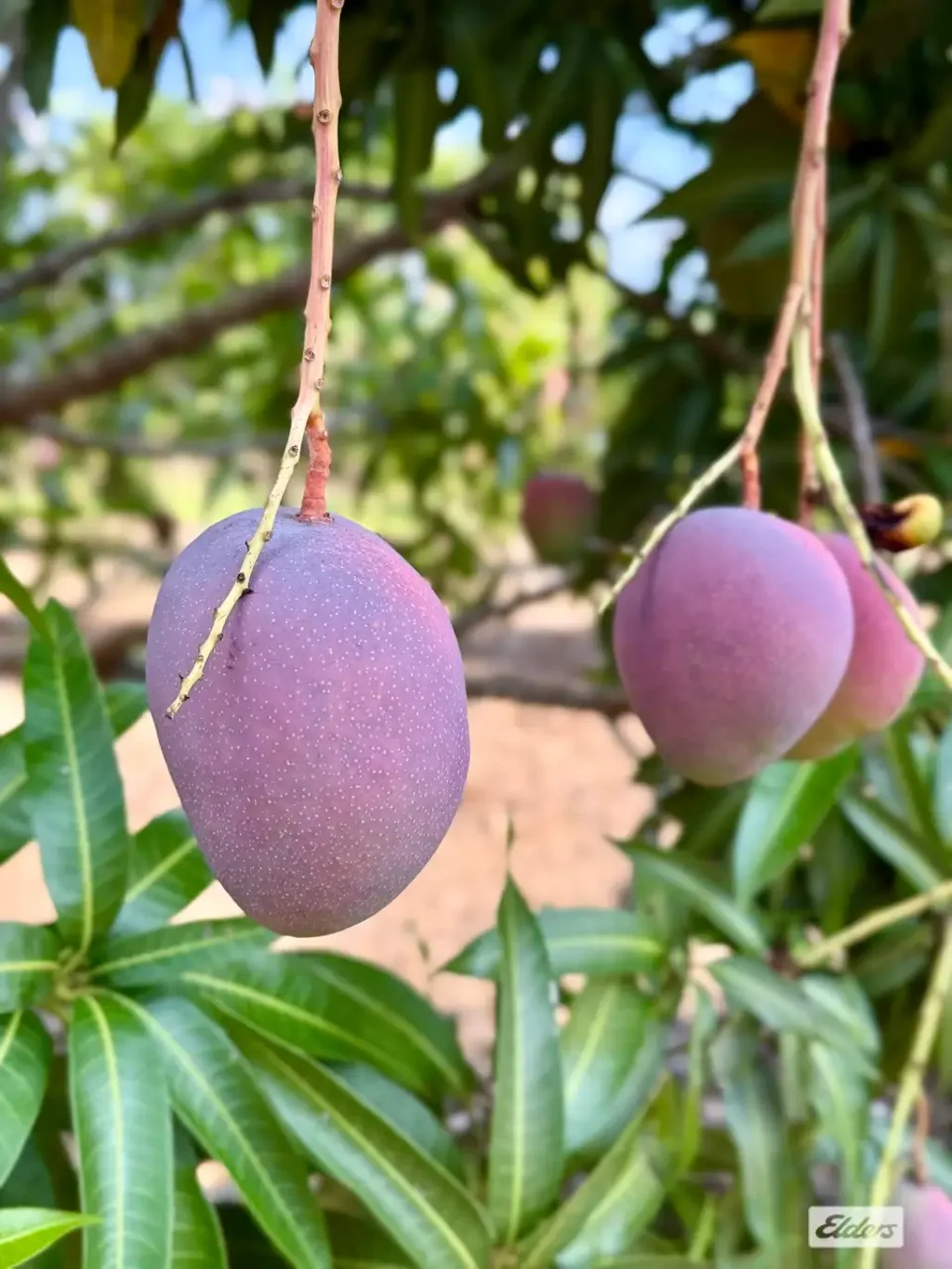 Tumbling Waters  Established Mango Orchard Opportunity