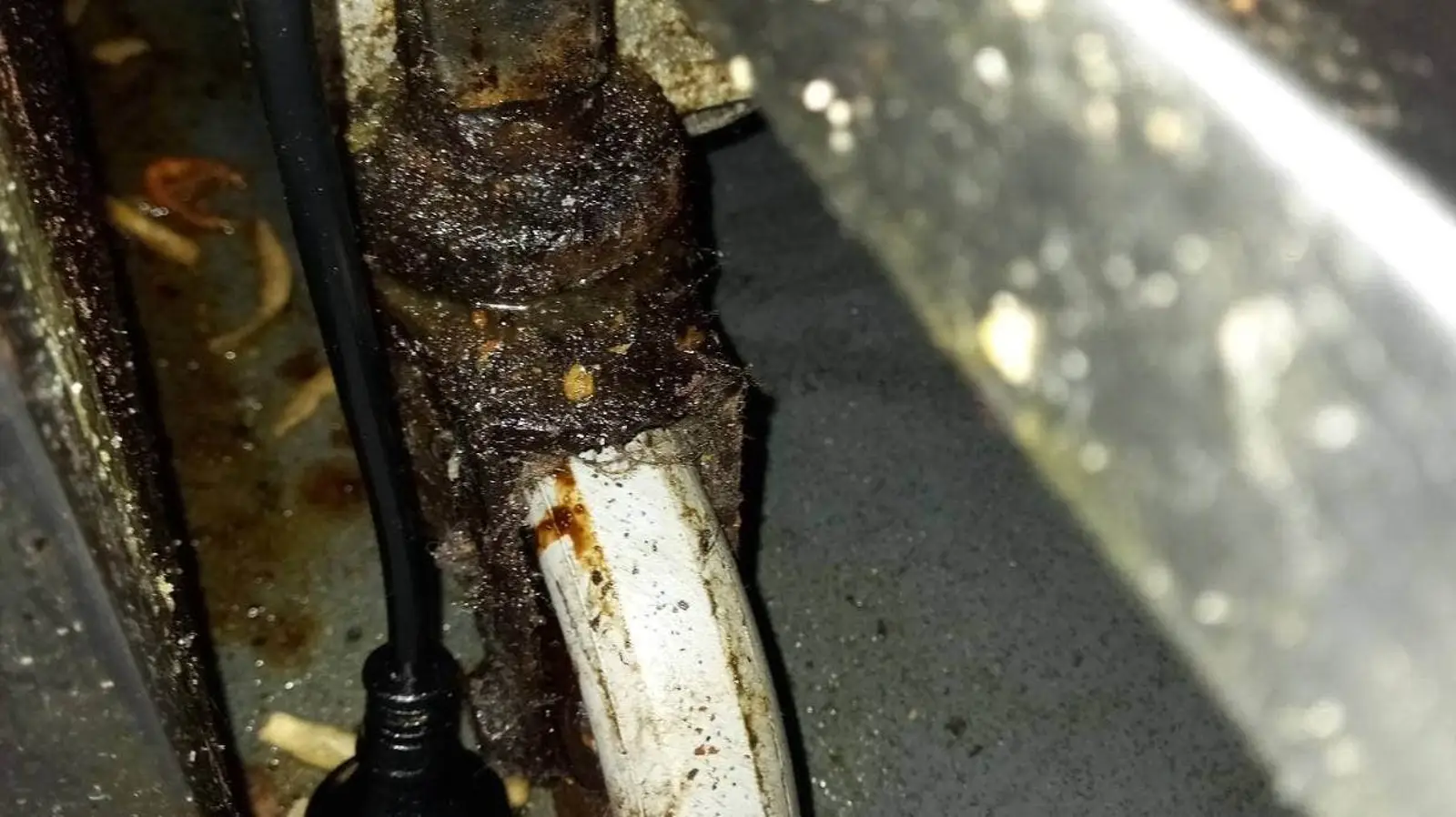 蟑螂乱爬、后厨脏乱！奥克兰最脏餐厅更新了，中餐馆赫然上榜，看看你踩雷了吗？