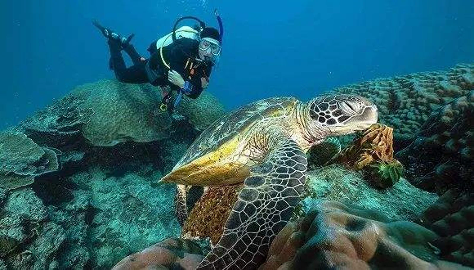 100万物种濒临灭绝，联合国研究警告人类保护生物多样性