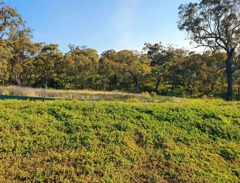 13 Sunline Street, Muswellbrook, Hunter, 0房, 0浴, Section