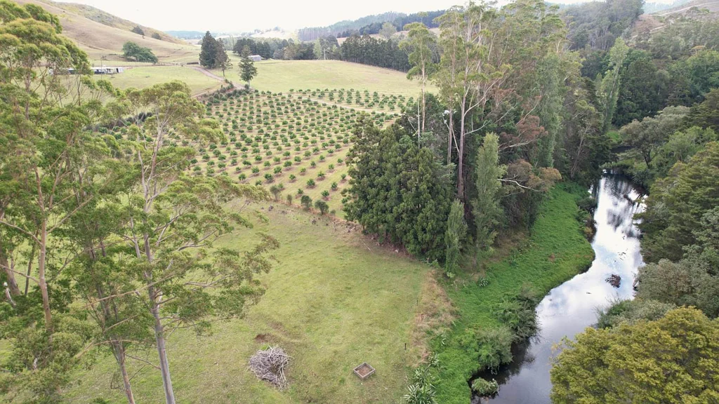 Awarua  8.6ha Tahitian Lime Orchard