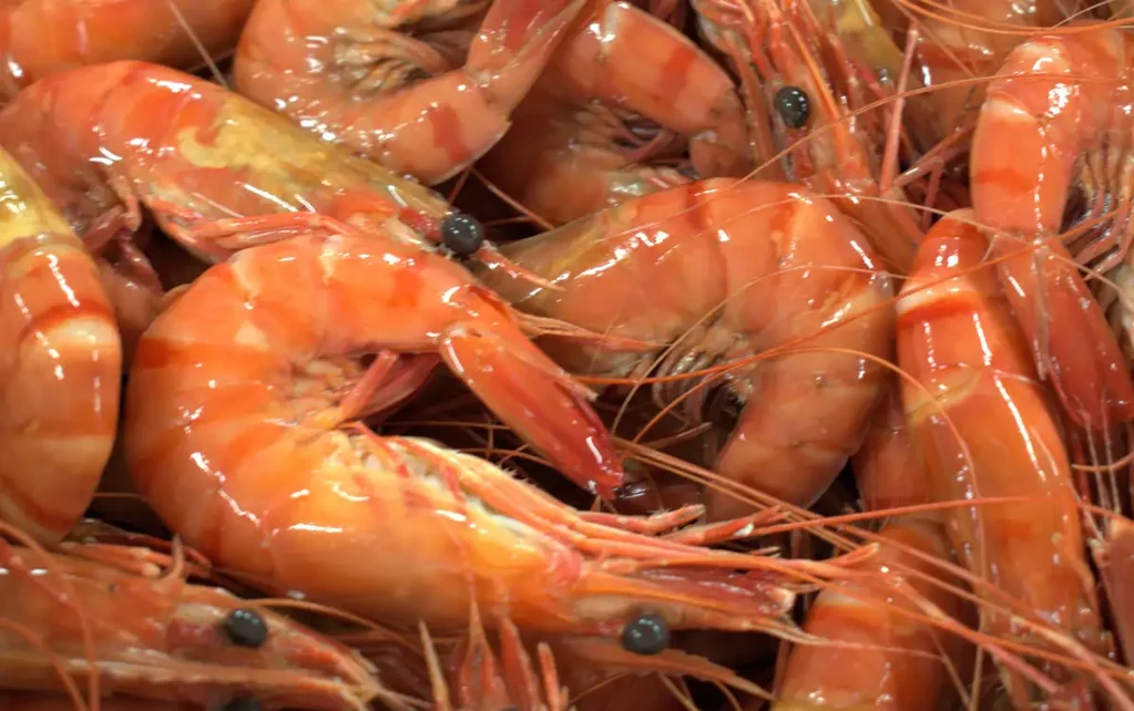 Palmers Island  Tru Blu Prawn Farm
