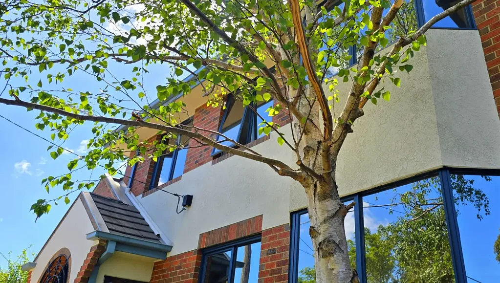 Bentleigh 3房 学区顶级优越 低维护庭院 私密有色窗 步行便捷生活 咖啡馆文化荟萃 Best Value Standalone House in the McKinnon School Zone