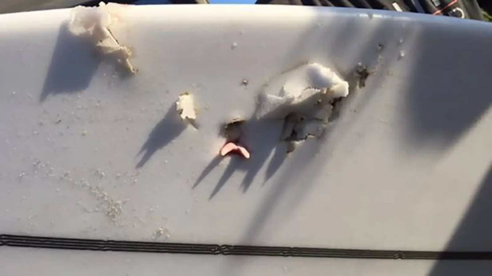 死里逃生！新西兰男子在这个海滩被大白鲨袭击，现场照片触目惊心