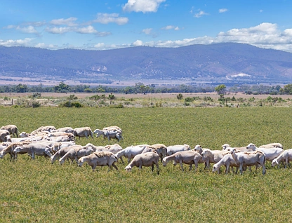 'Bonnie-Doon' Augusta Highway, Baroota, Barossa - Yorke - Mid North, 0 ห้องนอน, 0 ห้องน้ำ, Lifestyle Property