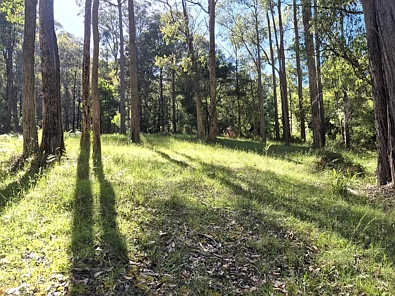 Reefton  Large vacant land over 5600sqm