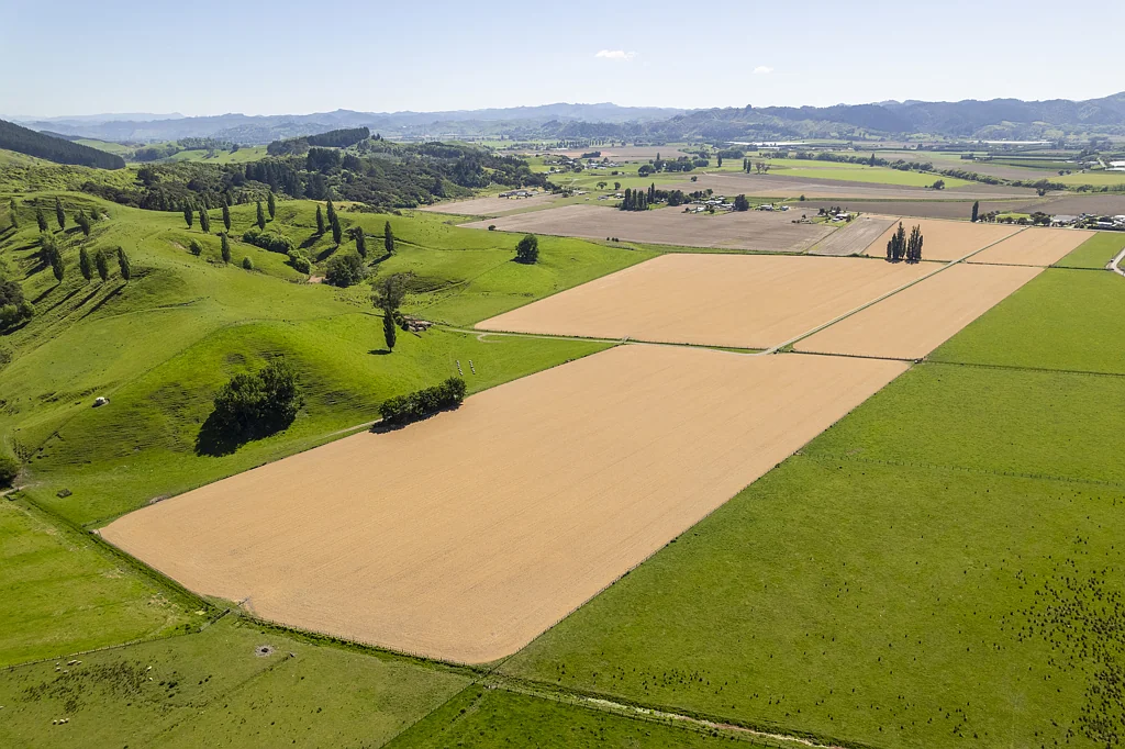 Patutahi Productive diversity - 88 hectares in two titles