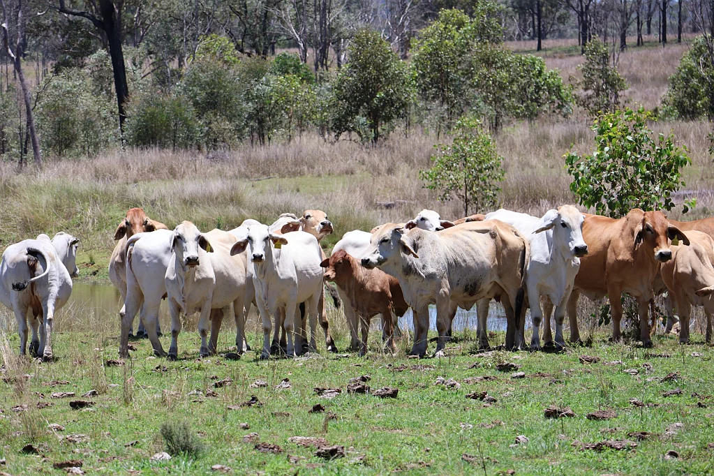 Mount Perry Ask the Cows "How Good Is the Paddock?"