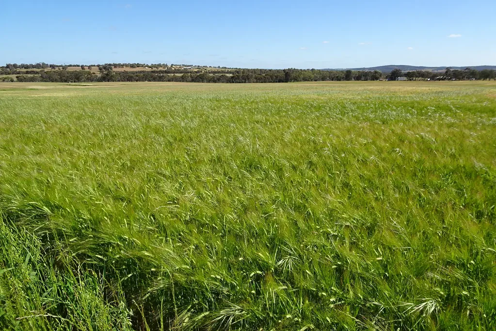 Brookton Farm, Lease Or Subdivide