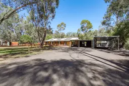 24 SWAMP GUM, Oakford