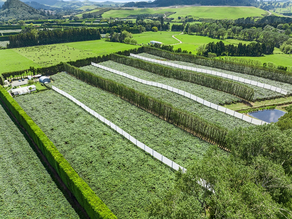 Waihi Goldmine Orchard