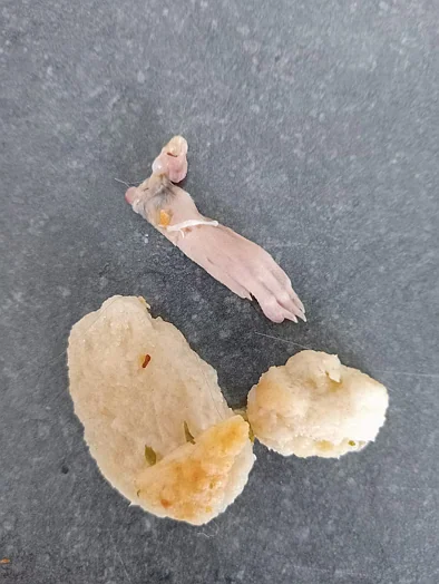 看吐了！NZ超市面包吃出老鼠腿，婴儿嘴里发现！鼠身去哪儿了？