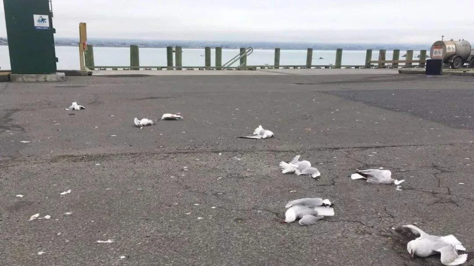 在凯库拉撞死海鸥被判3个月监禁，在新西兰的路上遇见动物怎么办