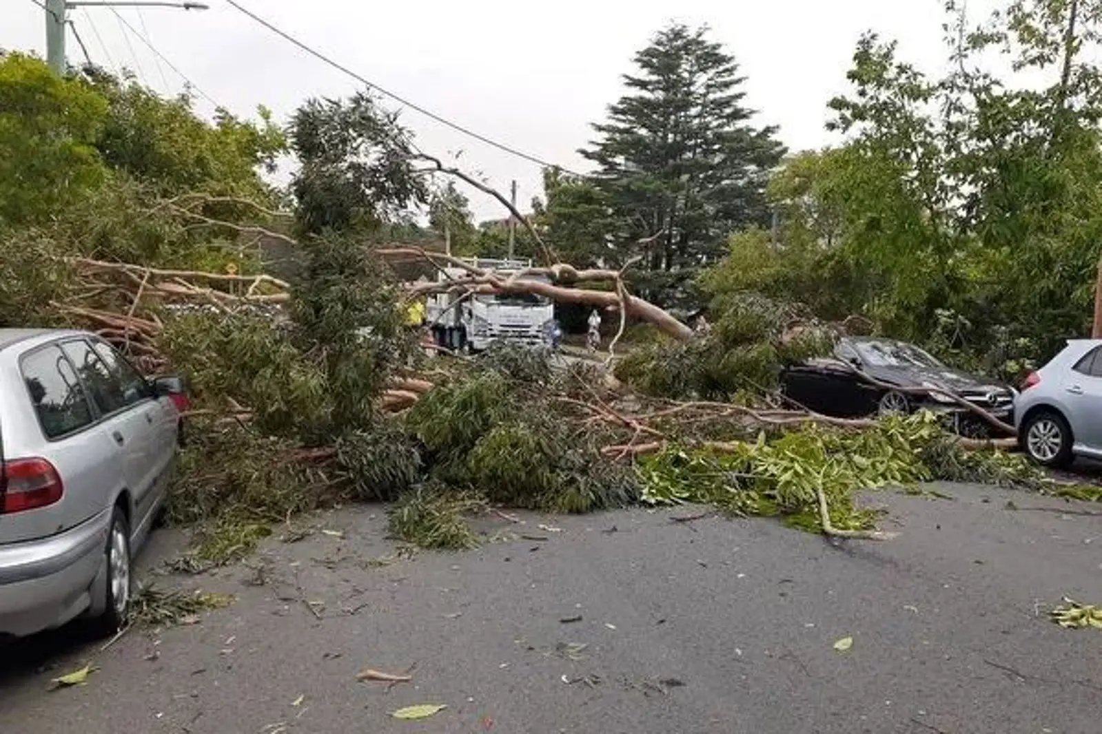 悉尼遭遇狂风暴雨!树木连根拔起,几万户家庭停电!还可能加重山火灾难!