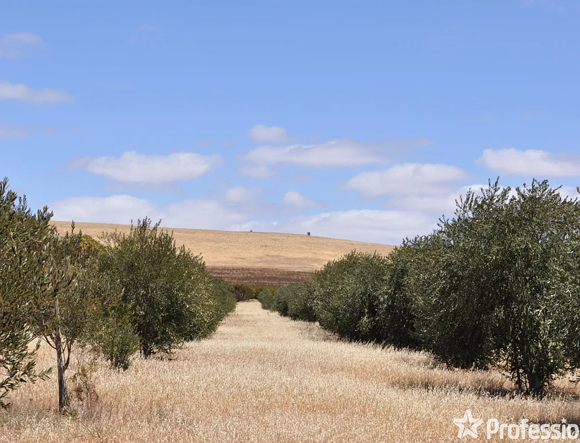 Section 426 Worlds End Highway, Eudunda, Barossa - Yorke - Mid North, 0 غرف, 0 حمامات, Lifestyle Property
