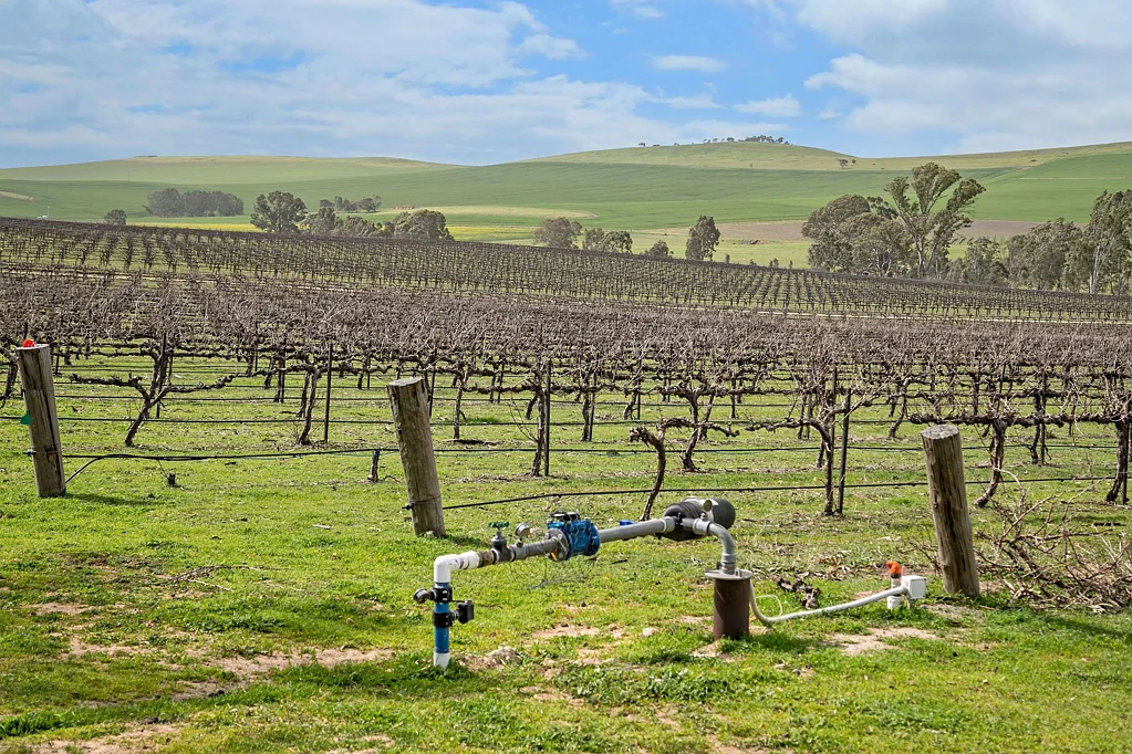 Clare 'Barina Estate Vineyard'