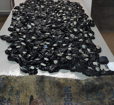 869只黑金鲍被“一锅端”！新西兰男子狂捞海鲜被抓，最终代价太惨痛......
