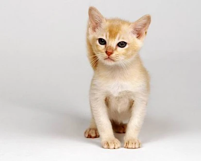 新西兰猫太多 地方或出限猫令
