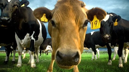 雅士利奥克兰南部建厂 当地人热盼带动经济