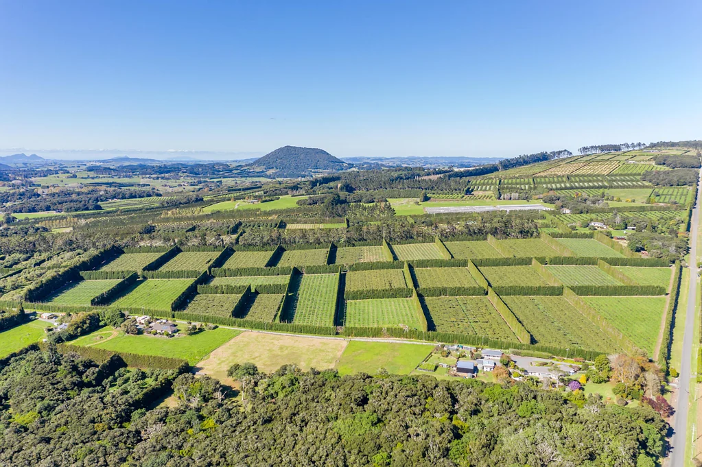 Poroti High Return 14.64 can/ha Zespri Sungold Investment