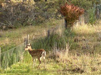 2 GRENFELL RD, COWRA NSW 2794, 0 રૂમ, 0 બાથરૂમ, Lifestyle Property