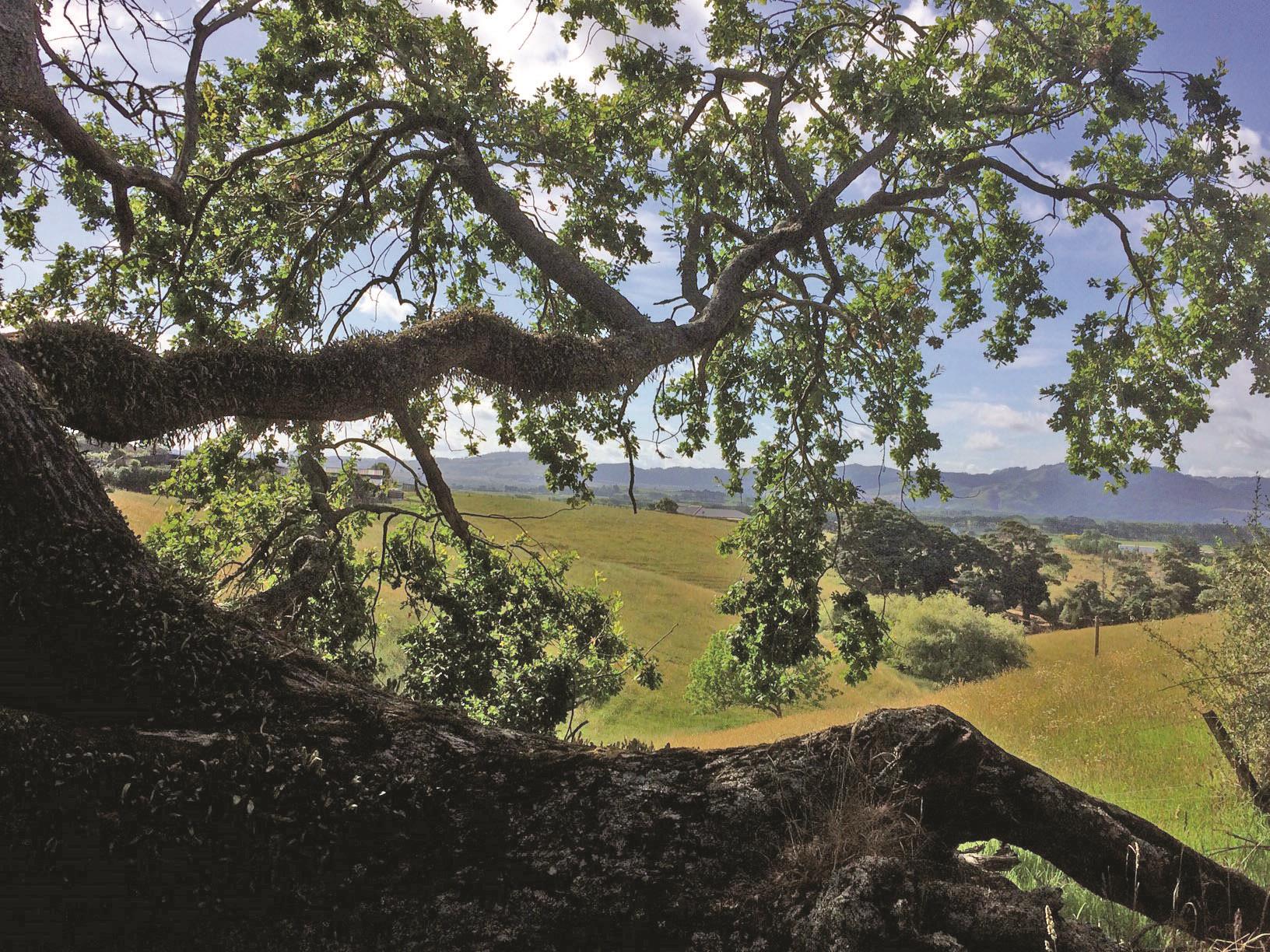 9 Lewis Road, Otaua, Waikato, 4 chambres, 0 salles de bain