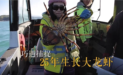 鲍鱼当饭,龙虾充饥,兔子成灾,海参无人问津…舌尖上的新西兰向中国吃货发出邀请！