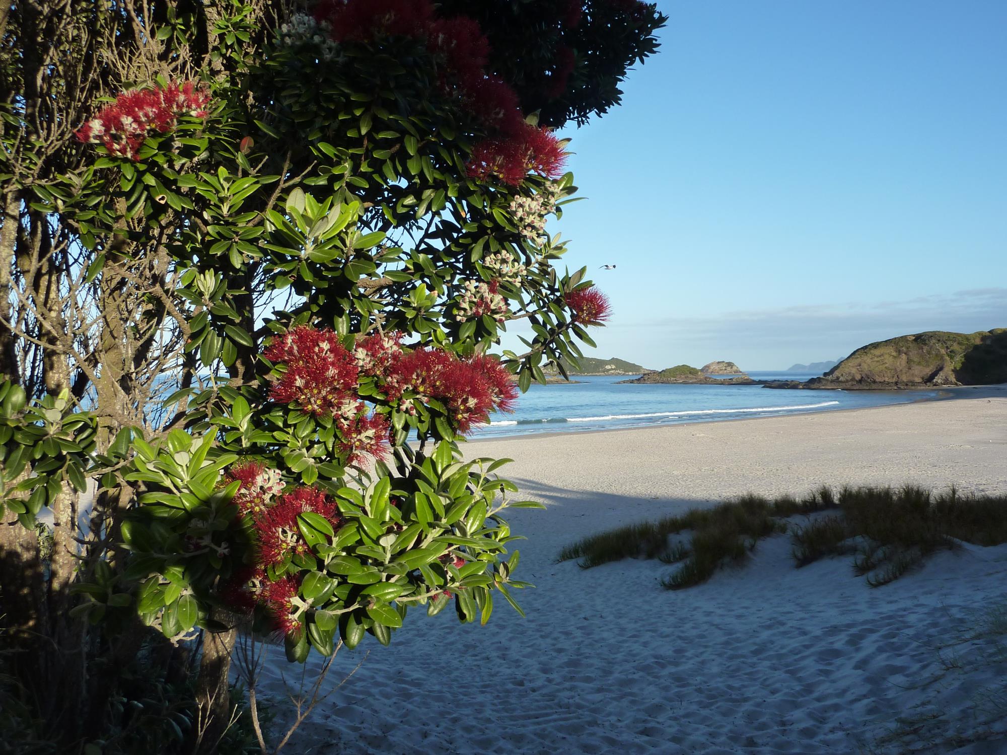 386 Ocean Beach Road, Whangarei Heads, Whangarei, 2房, 0浴