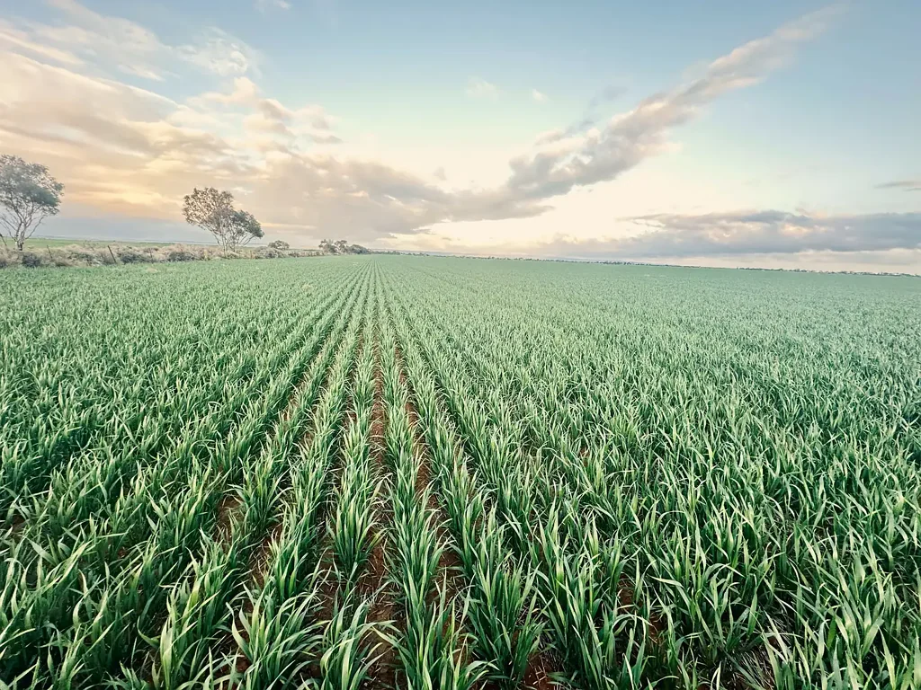 'Jansen's' Sec 414 Wirreanda Rd, Condowie, SA 5464