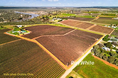 Red Cliffs Chardonnay Vineyard with Shedding